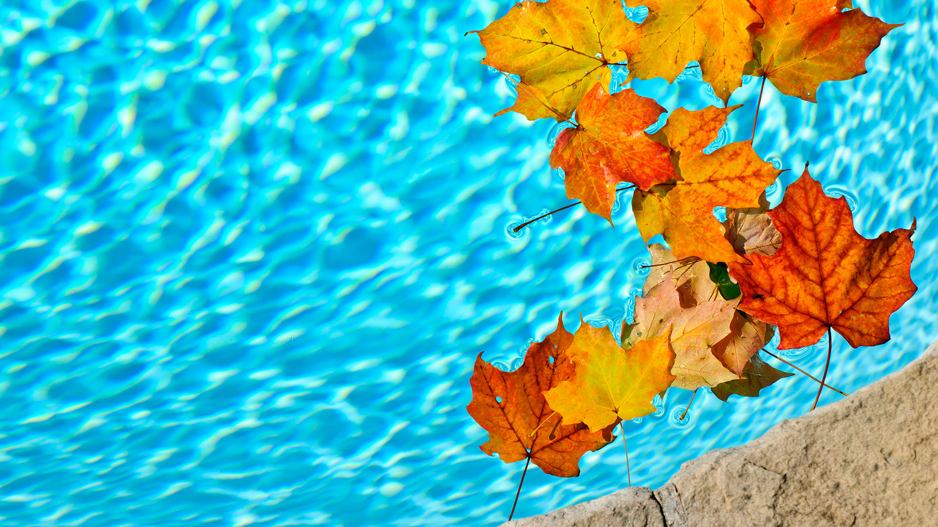 fall pool cleaning