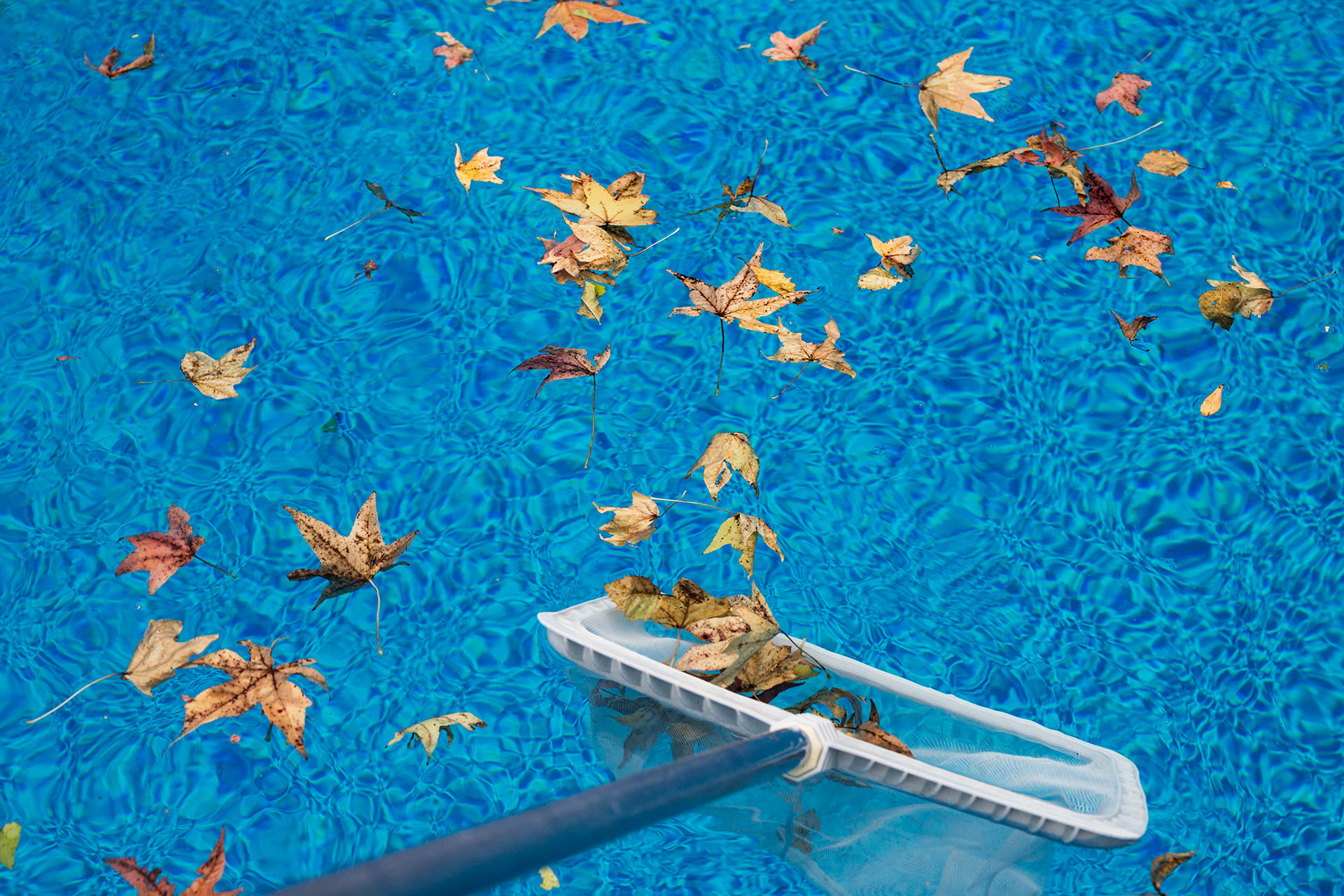 skimming leaves from pool